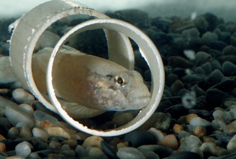 Che ghiozzo sar? (Gobius sp.)